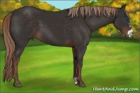 Horse Color:Liver Chestnut Frame 