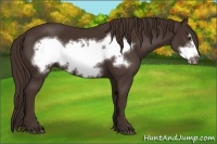 Horse Color:Liver Chestnut Frame 