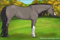 Horse Color:Grullo 