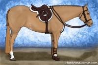Horse Color:Chestnut Sabino 