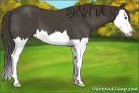 Horse Color:Smoky Black Splash 