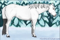 Horse Color:Gray White Spotted Buckskin Splash 