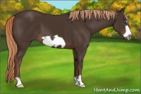 Horse Color:Liver Chestnut Frame 