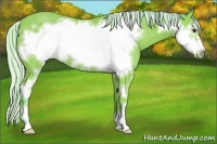 Horse Color:Watercolor Silver Bay Sabino Frame Rabicano 