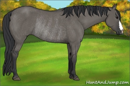 Horse Color: Grullo Rabicano 