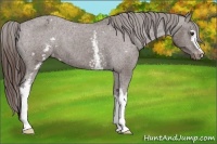 Horse Color:White Spotted Liver Chestnut Varnish 