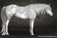 Horse Color:White Spotted Blue Roan Splash Frame Appaloosa 