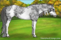 Horse Color:White Spotted Blue Roan Splash Frame Snowcap 
