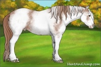 Horse Color:White Spotted Chestnut Appaloosa 