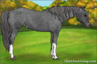 Horse Color:Brown Appaloosa