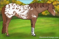 Horse Color:Chestnut Blanket 