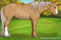 Horse Color:Palomino Rabicano