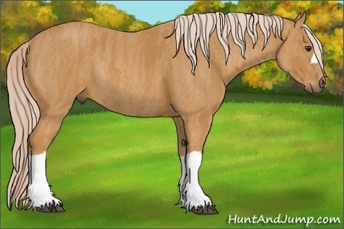 Horse Color: Palomino Rabicano  Brindle