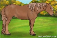 Horse Color:Chestnut Sabino 
