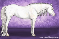 Horse Color:Silver Amber Champagne Ice Roan Blanket 
