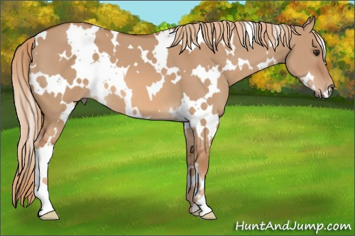 Horse Color: White Spotted Red Dun 
