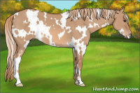 Horse Color:White Spotted Red Dun 