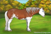Horse Color:Silver Bay Sabino Splash 