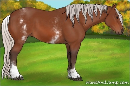 Horse Color: White Spotted Silver Bay 