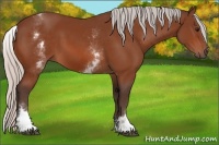 Horse Color:White Spotted Silver Bay 