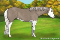 Horse Color:Silver Grullo Splash 
