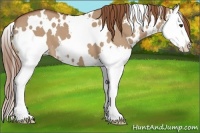 Horse Color:White Spotted Red Dun Splash 