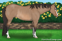 Horse Color:Bay Dun Sabino Rabicano
