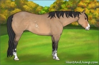 Horse Color:Bay Dun Sabino 
