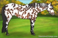 Horse Color:Bay Leopard 