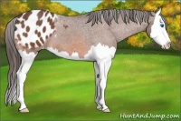Horse Color:Bay Roan Splash Appaloosa 