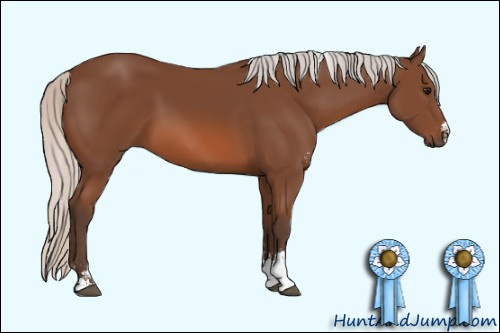 Horse Color: Unknown 