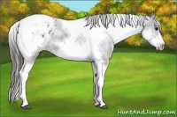 Horse Color:White Spotted Black Splash Tobiano Frame Blanket 