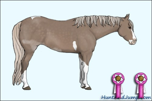 Horse Color: Unknown 