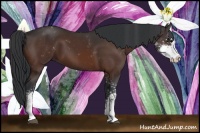 Horse Color:Bay Sabino
