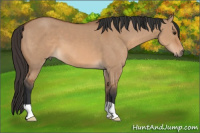 Horse Color:Bay Dun 