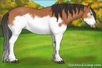 Horse Color:Bay Splash Frame 