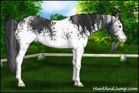Horse Color:White Spotted Black 