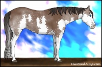 Horse Color:Bay Splash 