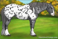 Horse Color:Black Splash Near Leopard 