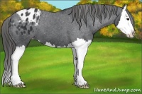 Horse Color:Black Splash Blanket 