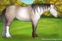 Horse Color:Gray Amber Champagne Appaloosa