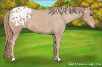 Horse Color:Chestnut Appaloosa 