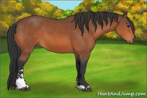 Horse Color: Bay Sabino 