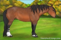 Horse Color:Bay Sabino