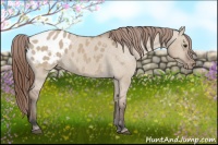 Horse Color:Bay Dun Appaloosa 