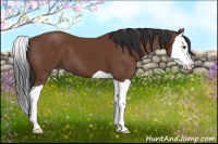 Horse Color:Bay Splash 