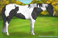 Horse Color:Black Tobiano 