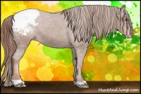 Horse Color:Chestnut Appaloosa 