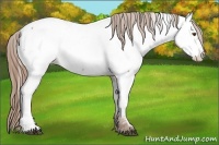 Horse Color:Brown Pearl Near Fewspot Rabicano 
