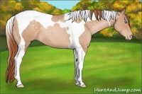 Horse Color:Buckskin Pearl Tobiano